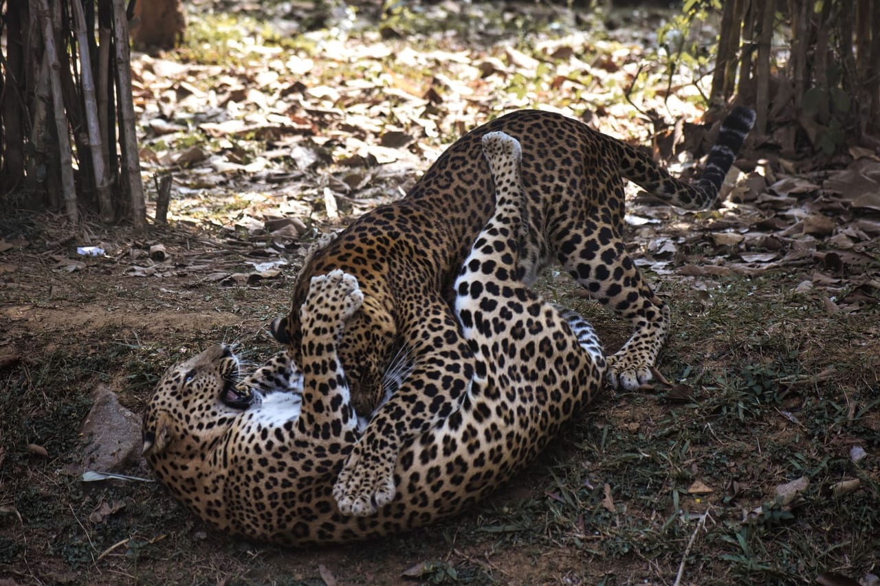 Pench