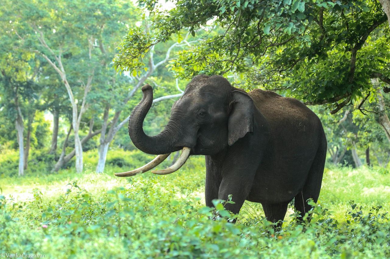 Kabini