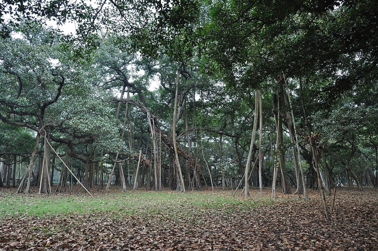 Walk around Botanical Garden