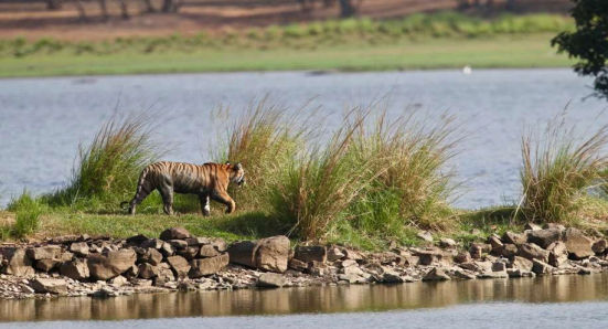 Ranthambore Safari