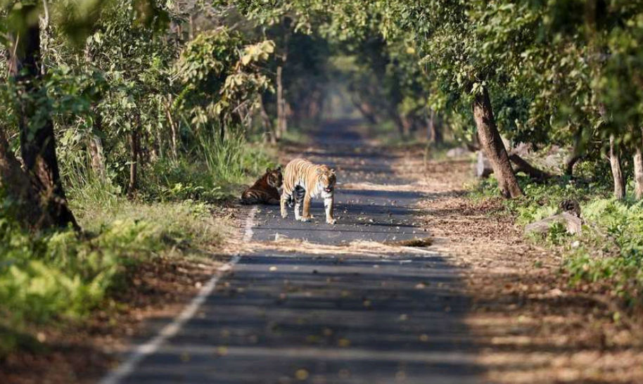 Ranthambore → Delhi