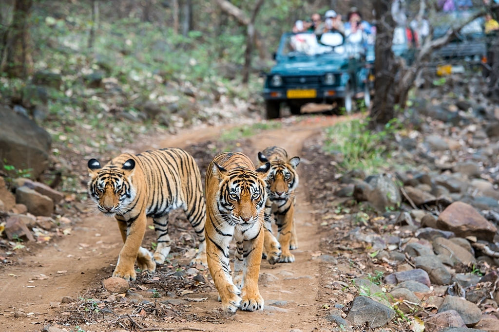 Taj & Tigers overview
