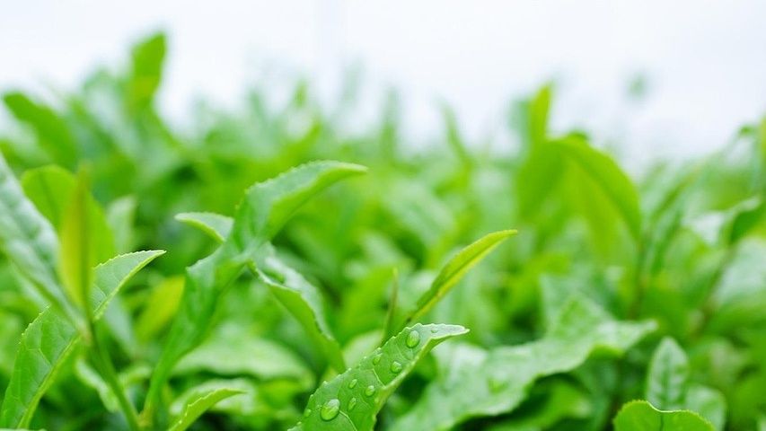 Die Wissenschaft hinter Matcha & Langlebigkeit