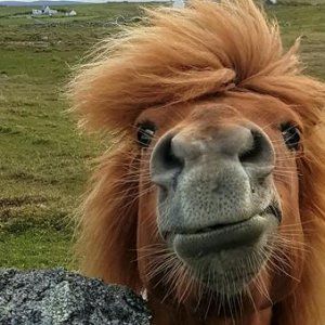 Ponyface