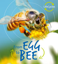 Lifecycles: Egg to Bee - Jacket