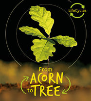 Lifecycles - Acorn to Tree - Jacket