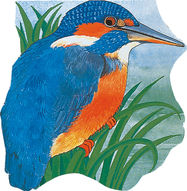 Pocket Kingfisher - Jacket