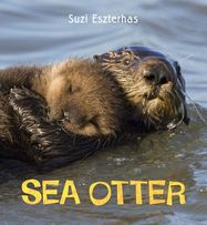 Sea Otter - Jacket