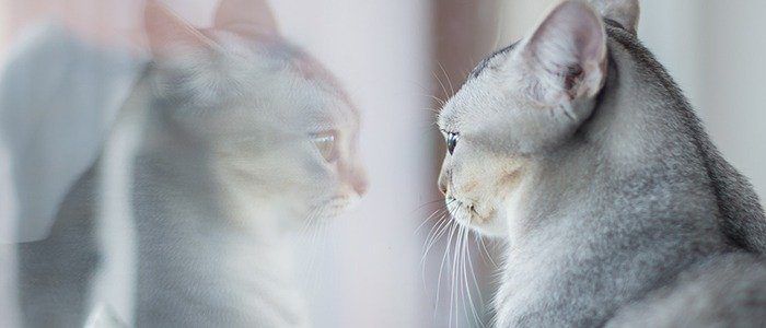 6 Neat Tricks to Improve Your English Pronunciation