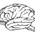Multilingualism and the Brain
