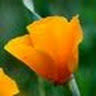 Image of Xuan