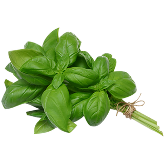 Basil