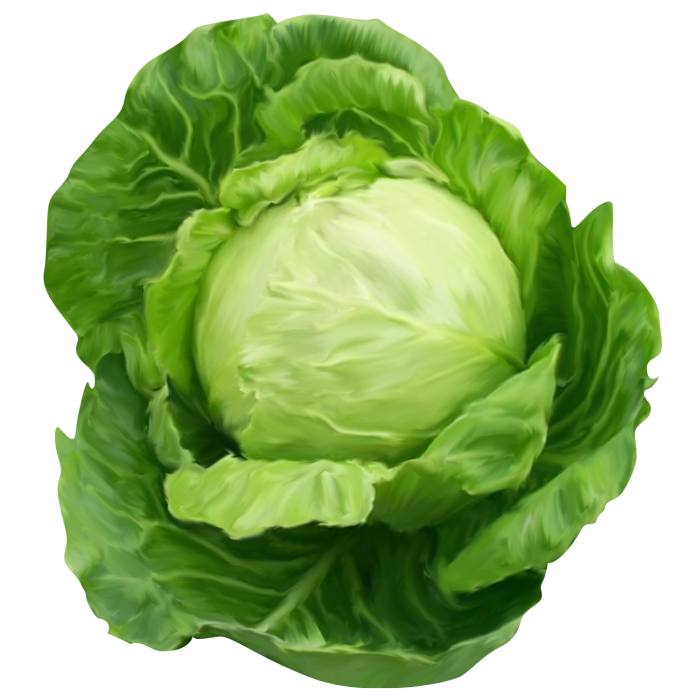 Cabbage