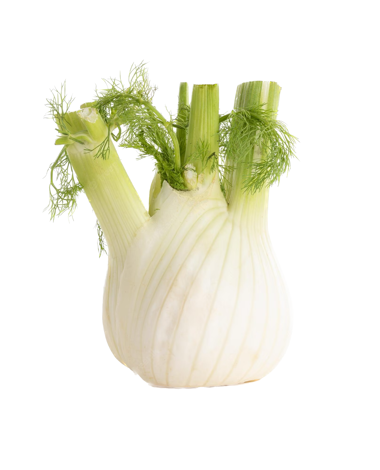 Fennel Bulb