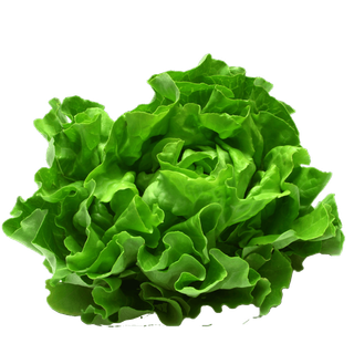 Lettuce