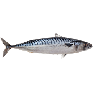 Mackerel