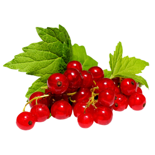 Redcurrants