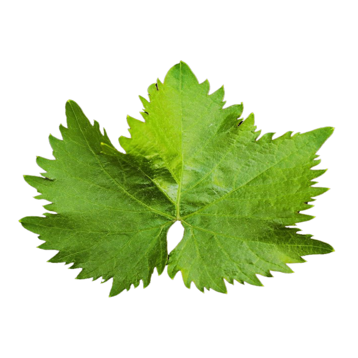 Vine Leaves