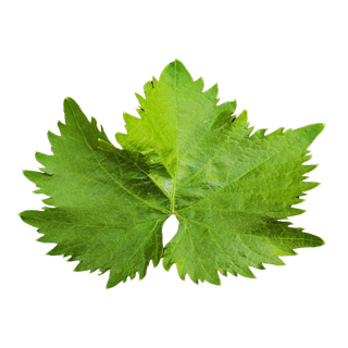 Vine Leaves