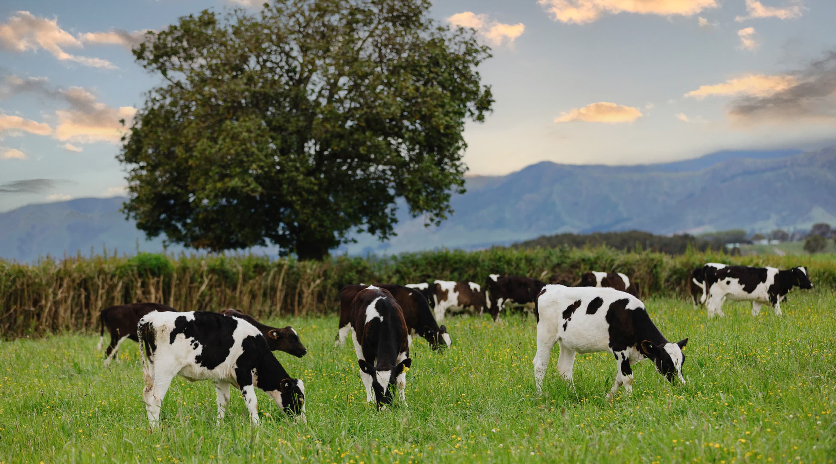 Black and white cows grazing in a green meadow with wildflowers, with a large leafy tree and distant hills in the background under a partly cloudy sky.
