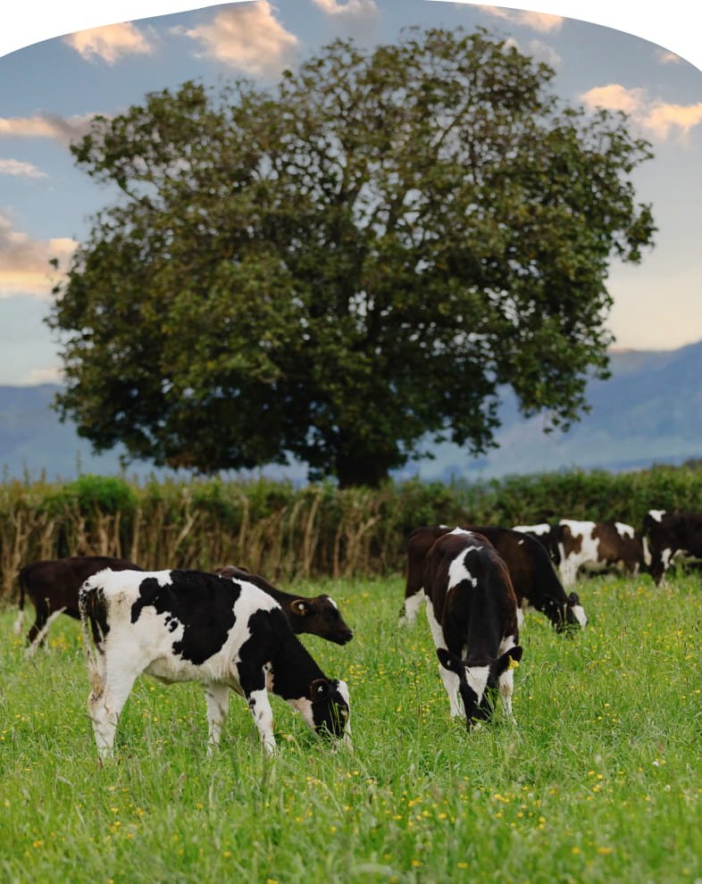 Black and white cows grazing in a green meadow with wildflowers, with a large leafy tree and distant hills in the background under a partly cloudy sky.