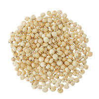 Sorghum icon
