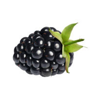Blackberry icon