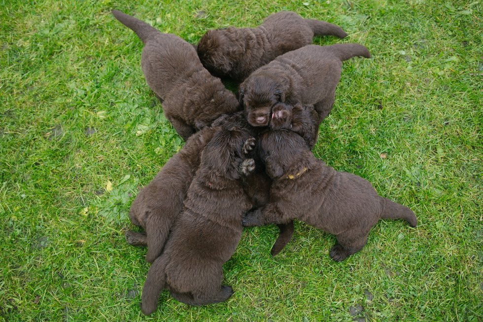 Pups playing together in a green lawn