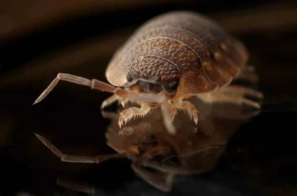 Bed bugs - MD Weaver