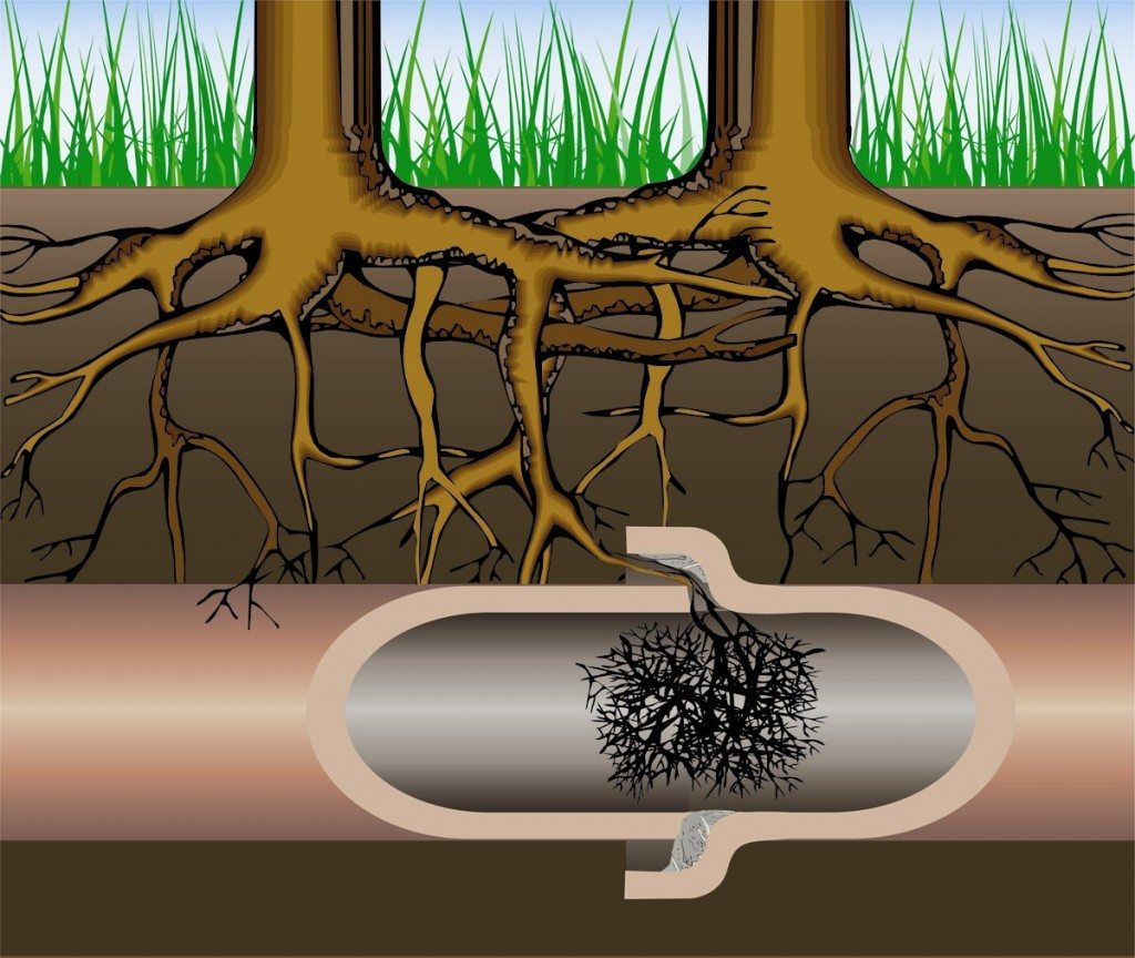 tree roots