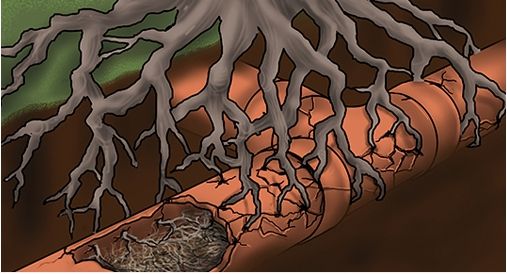 tree root issue in plumbing