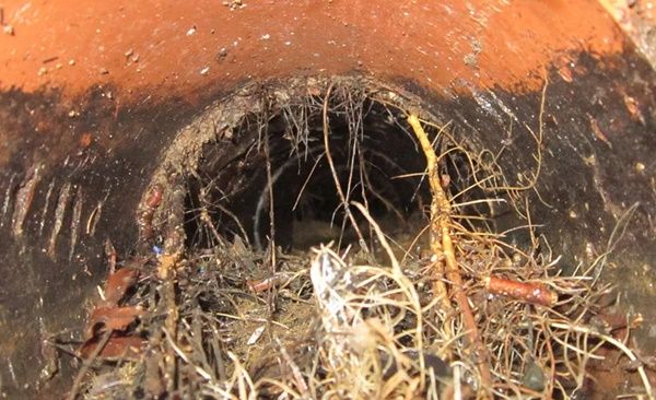 How do the tree roots catch into the drains