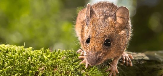 how to protect - rodent entry