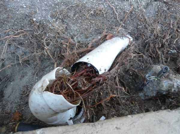 Why are the tree roots entering the drains