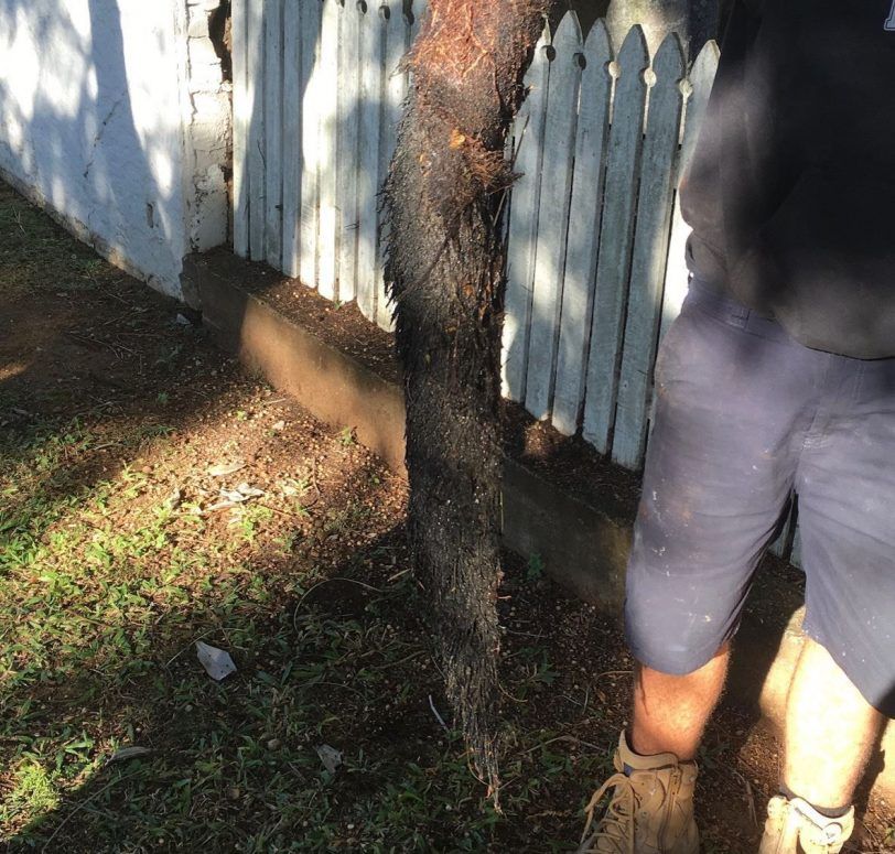 Tree Root Removal Sydney 24/7 Emergency Drain Plumber Near You