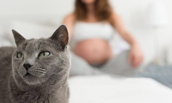 Τοξόπλασμα στην εγκυμοσύνη: Όσα πρέπει να γνωρίζετε.