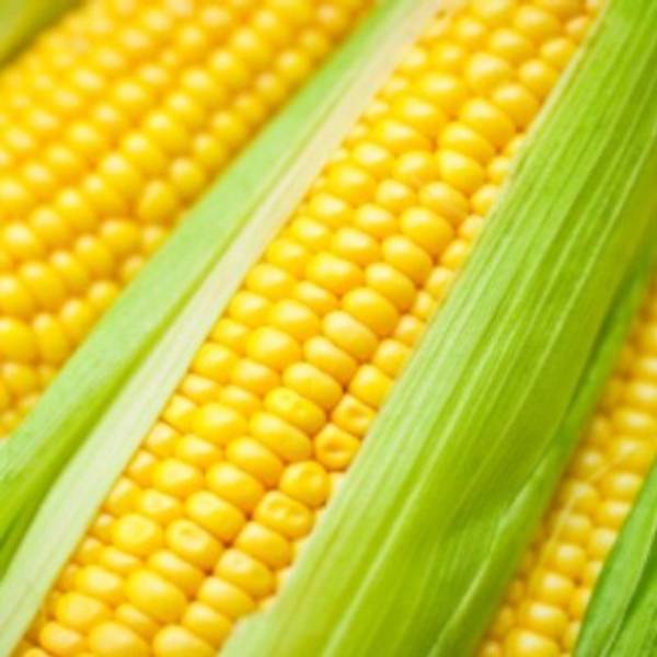 Maize - Rise 404