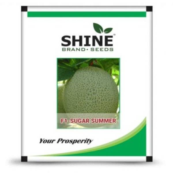 MuskMelon - Sugar Summer