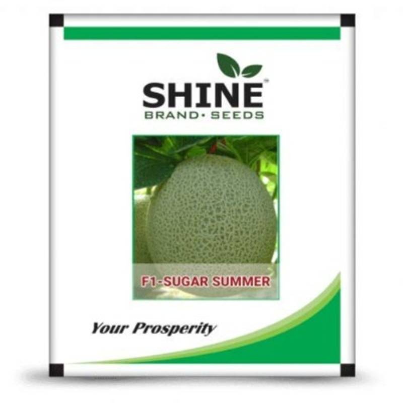 MuskMelon - Sugar Summer
