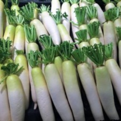 Radish - Priti F1