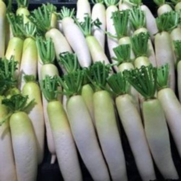 Radish - Priti F1