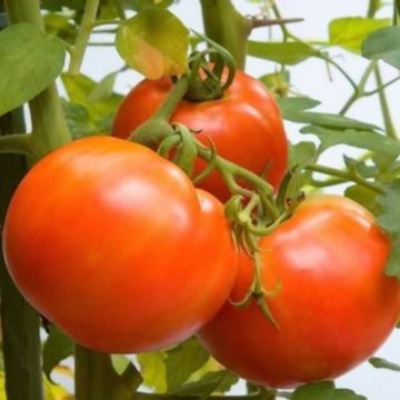 Tomato - Orion F1
