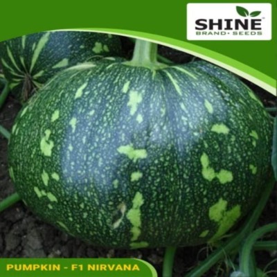 Pumpkin - Nirvana F1