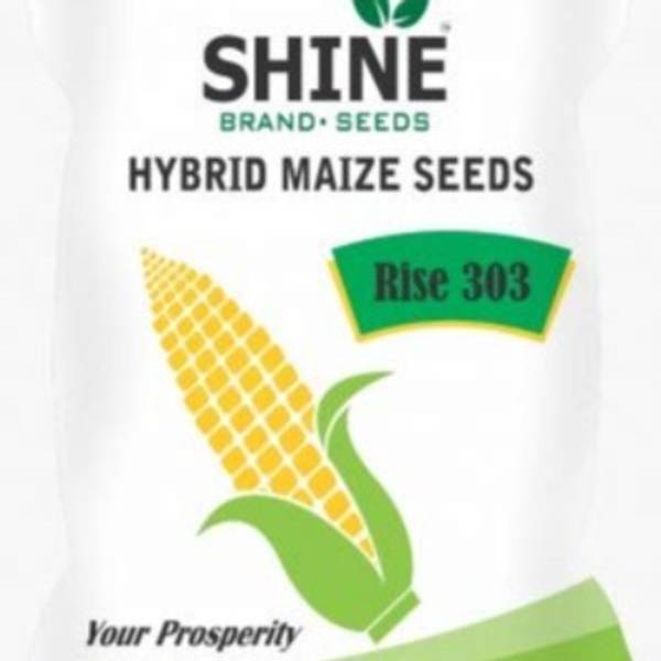 Maize - Rise 303