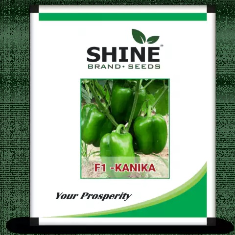 Capsicum F1 - Kanika