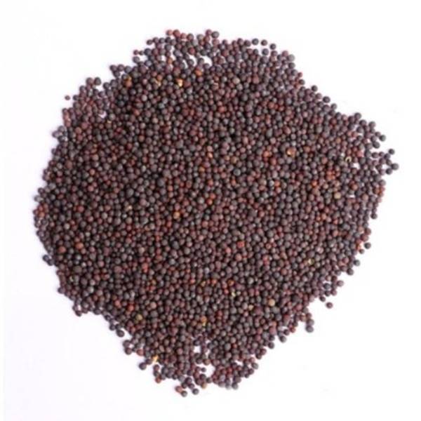 Mustard - Surabhi Black