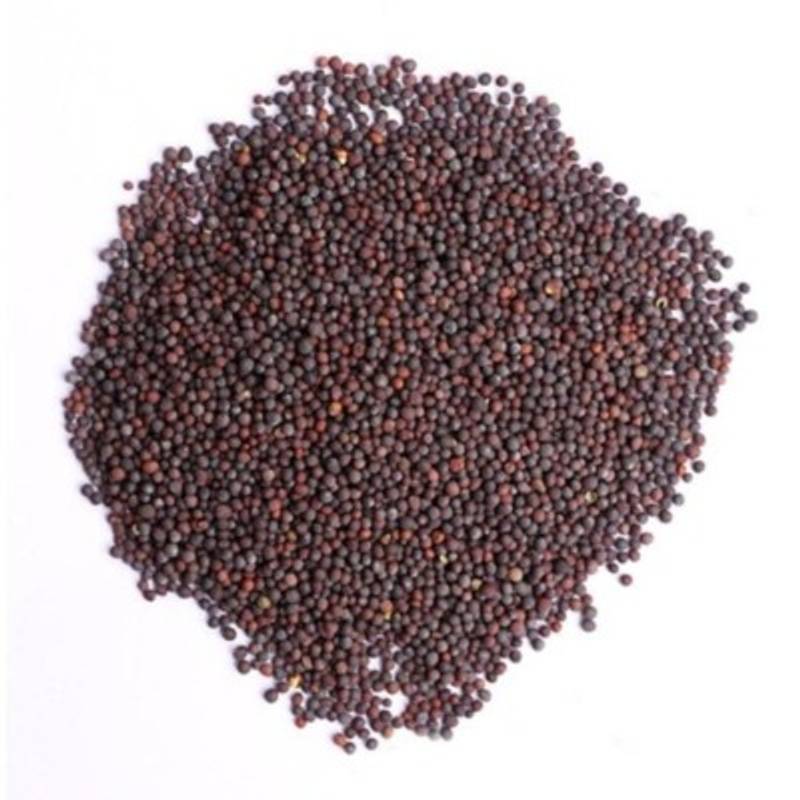 Mustard - Surabhi Black
