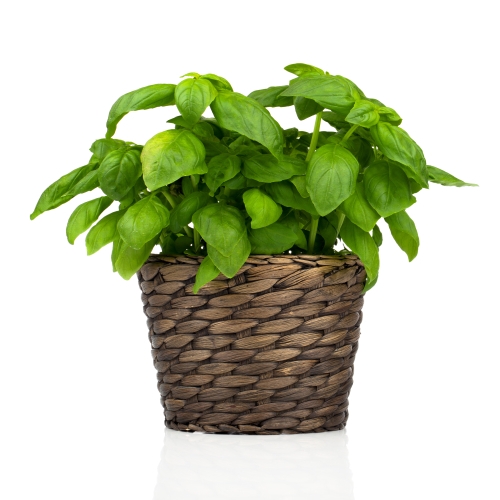 Basil