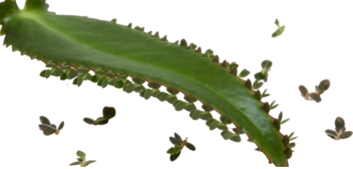 Kalanchoe