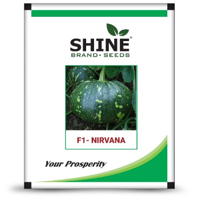 Pumpkin - Nirvana F1